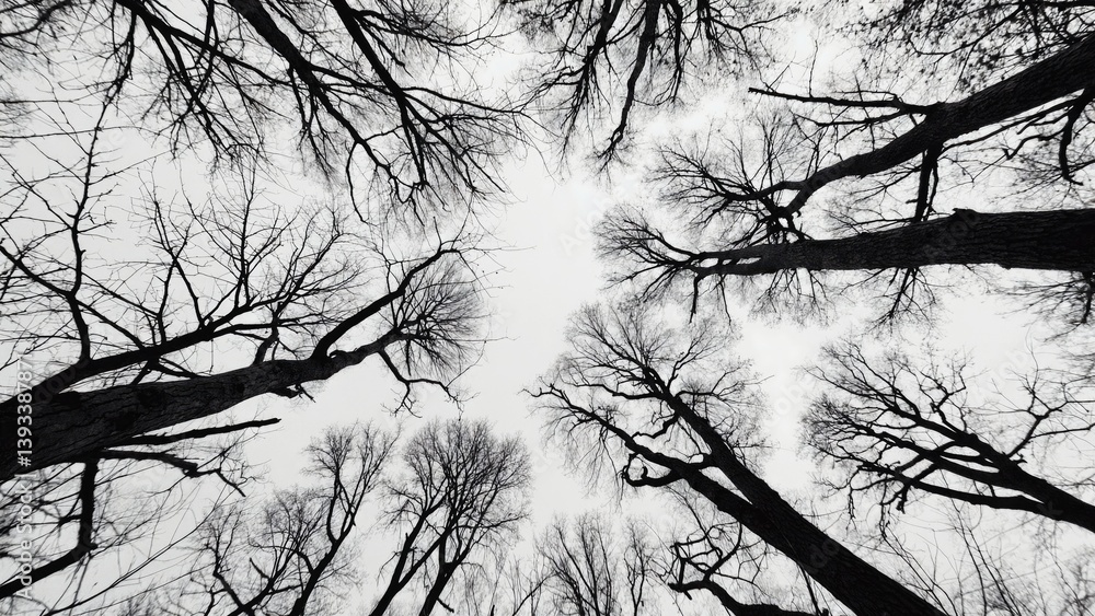 Poster a serene black and white image of trees in a forest, perfect for use in editorial or artistic contex