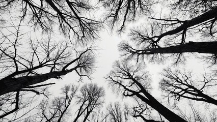 A serene black and white image of trees in a forest, perfect for use in editorial or artistic contexts
