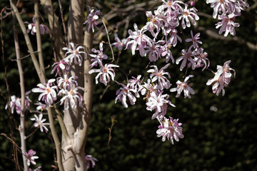 Delicate pink star magnolia flowers in spring sunlight