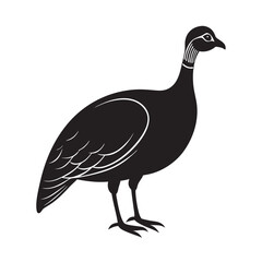 Vulturine Guineafowl Bird Illustration