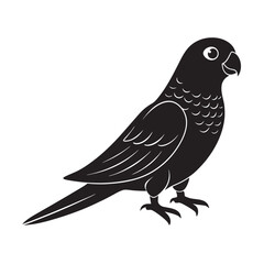 Short Tailed Parrot Bird Illustration