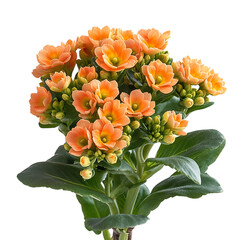 Blooming Kalanchoe with Orange Flowers Isolated on Transparent Background