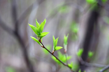 Spring season, young green leaves on a tree branch. Nature waking up in the forest