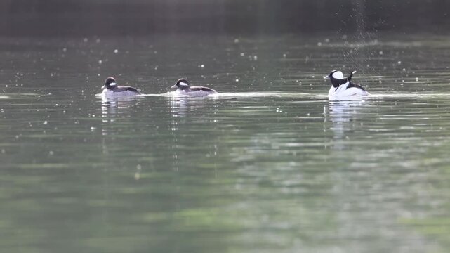 A bufflehead (Bucephala albeola) drake and two hens swimming and head bobbing as the hens compete for the drake&rsquo;s attention.  Captured in the Sacramento River in Redding California, USA.