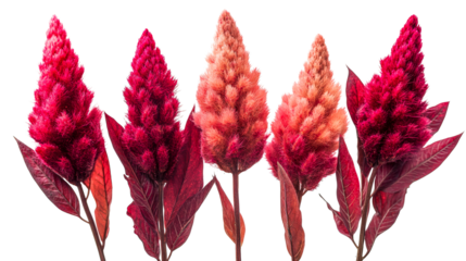 Amaranthus plants on a black background, cut out transparent
