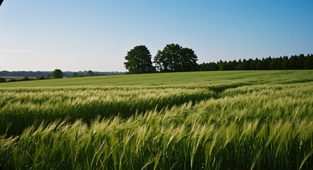 Green Field with Trees under Blue Sky
