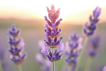 Obraz premium A single lavender flower bathed in the golden light of sunset, surrounded by a field of its kind.