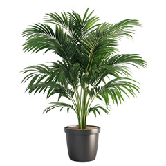 A 3D Potted Palm Plant with Large Green Fronds Isolated on Transparent Background