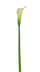  Calla lily bud flower isolated on white, clipping path