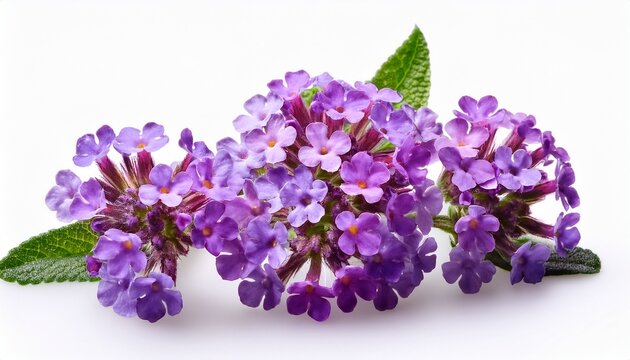 vervain flower isolated on white background close up