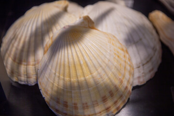 Close up of sea shells