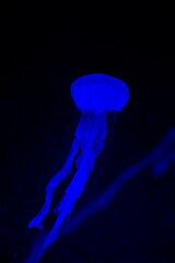 Illuminated Jellyfish Swimming