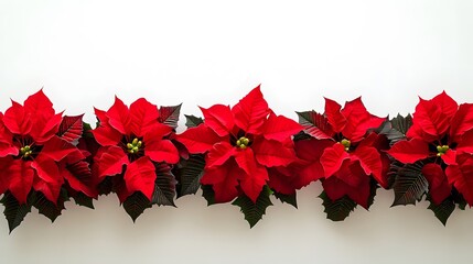 Red Poinsettia Christmas Floral Border White Background