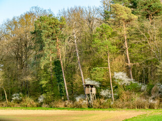 Hoch und Jägersitz am Waldrand im Frühjahr