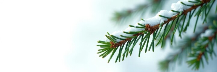 Snowy pine branch with a few needles isolated against white, evergreen, texture, needle