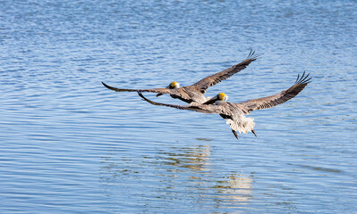 Brown Pelicans fishing at Vilano Pier in St Augustine Florida. Brown pelicans dive into the water to fish and are the smallest pelican species.