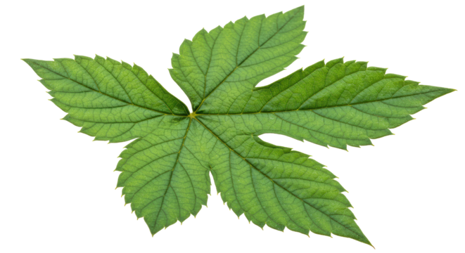 Isolated Green Hop Leaf Natural Texture