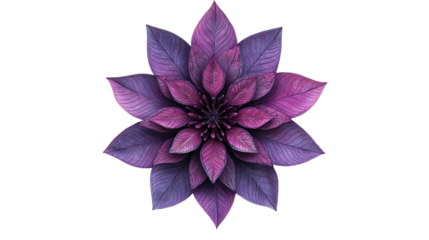 Floral pattern on black background, plant, elegant, blossom, cut out transparent