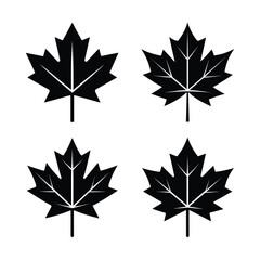 Fototapeta premium maple leaves isolated on white