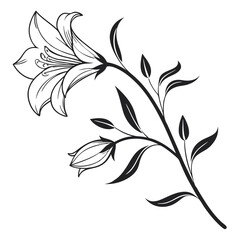 Black and White Elegant Lily Flower Blossom Stem Illustration, Botanical Line Art