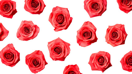 Roses blossoms with vibrant color, beautiful flower pattern, cut out transparent