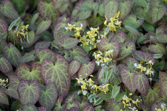Leaves and flowers of Barrenwort (Epimedium)