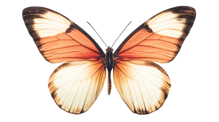 Butterfly with orange and cream pattern wings, vibrant detail, cut out transparent