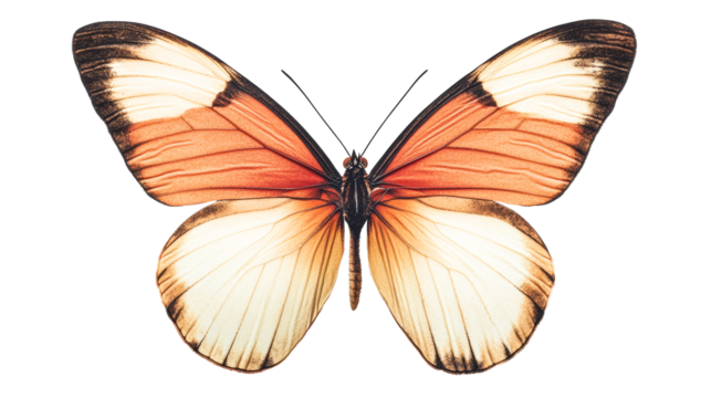 Butterfly with orange and cream pattern wings, vibrant detail, cut out transparent