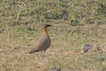 Indian Courser (Cursorius coromandelicus) close, Little Rann of Kutch, Gujarat, India.