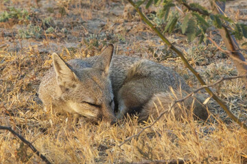 Bengal or Indian Fox (Vulpes bengalensis) curled up asleep in the early morning sun, Little Rann of Kutch, Gujarat, India.