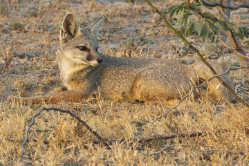 Bengal or Indian Fox (Vulpes bengalensis) laid down in the early morning sun, Little Rann of Kutch, Gujarat, India.