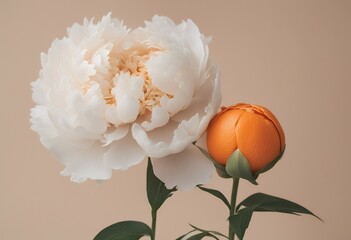 fluffy vivid card beige minimal floral creative elegant blooming botany orange flower peony white background close composition wallpaper pastel stunning greeting pistil delicate blossom coral life