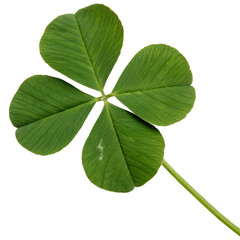 Four leaf clover isolated on transparent background with green leaves and fresh foliage, png.