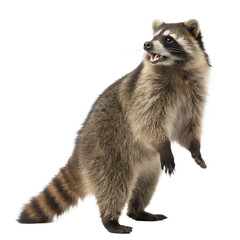 Obraz premium Raccoon standing on hind legs on transparent background