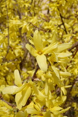 Forsycja koreańska - KUNSOM © tomo81