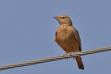 Rufous-tailed Lark (Ammomanes phoenicura), on a wire against the blue sky, Little Rann of Kutch, Gujarat, India.
