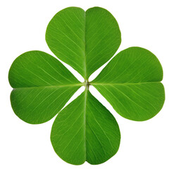 Four leaf clover isolated on transparent background with green leaves and fresh foliage, png.