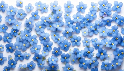 Delicate forget-me-not flowers arranged in a regular pattern on a white background