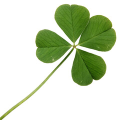 Four leaf clover isolated on transparent background with green leaves and fresh foliage, png.