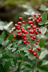 Bright red berries cluster among glossy green leaves in garden