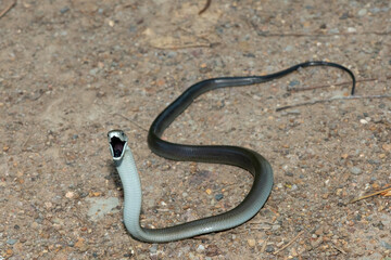 The highly feared black mamba (Dendroaspis polylepis), displaying its signature defensiveness on a rocky outcrop in KwaZulu-Natal, South Africa	