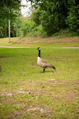 Canada goose stands alert on grassy patch near wooded area