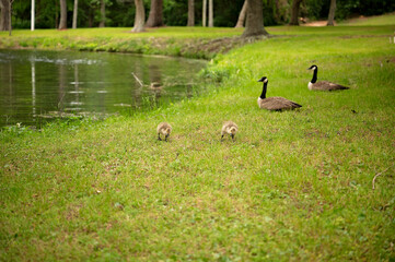 Two goslings graze by pond as two adult geese watch nearby