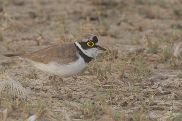 Little Ringed Plover (Charadrius dubius) close, Little Rann of Kutch, Gujarat, India.