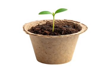 Seedling sprout growing in biodegradable pot on transparent background
