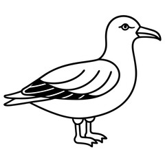 duck isolated on white background