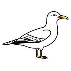 seagull on a white background