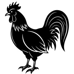 rooster isolated on white background