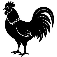 rooster isolated on white