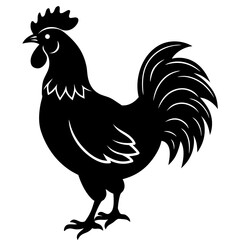 rooster isolated on white